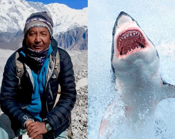 Sherpa v Shark. Why we should always strive to be dead right!